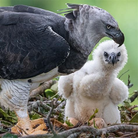 largest eagle in the world|harpy eagle vs philippine size.